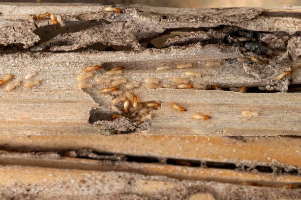 Best Commercial Pest Control Services  in Lancaster, TX